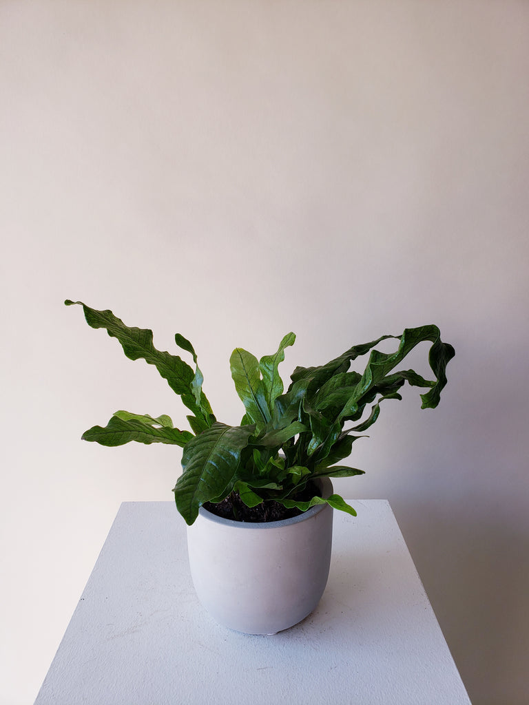 Vancouver Crocodile Fern - Crocodyllus Fern - Plants – Celsia Florist