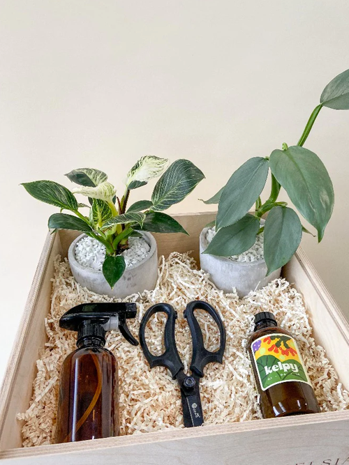 Plant Kit Local Curated Gift Box Set