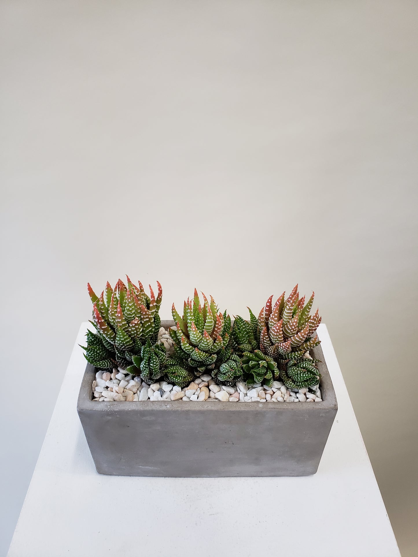 Haworthia Planter