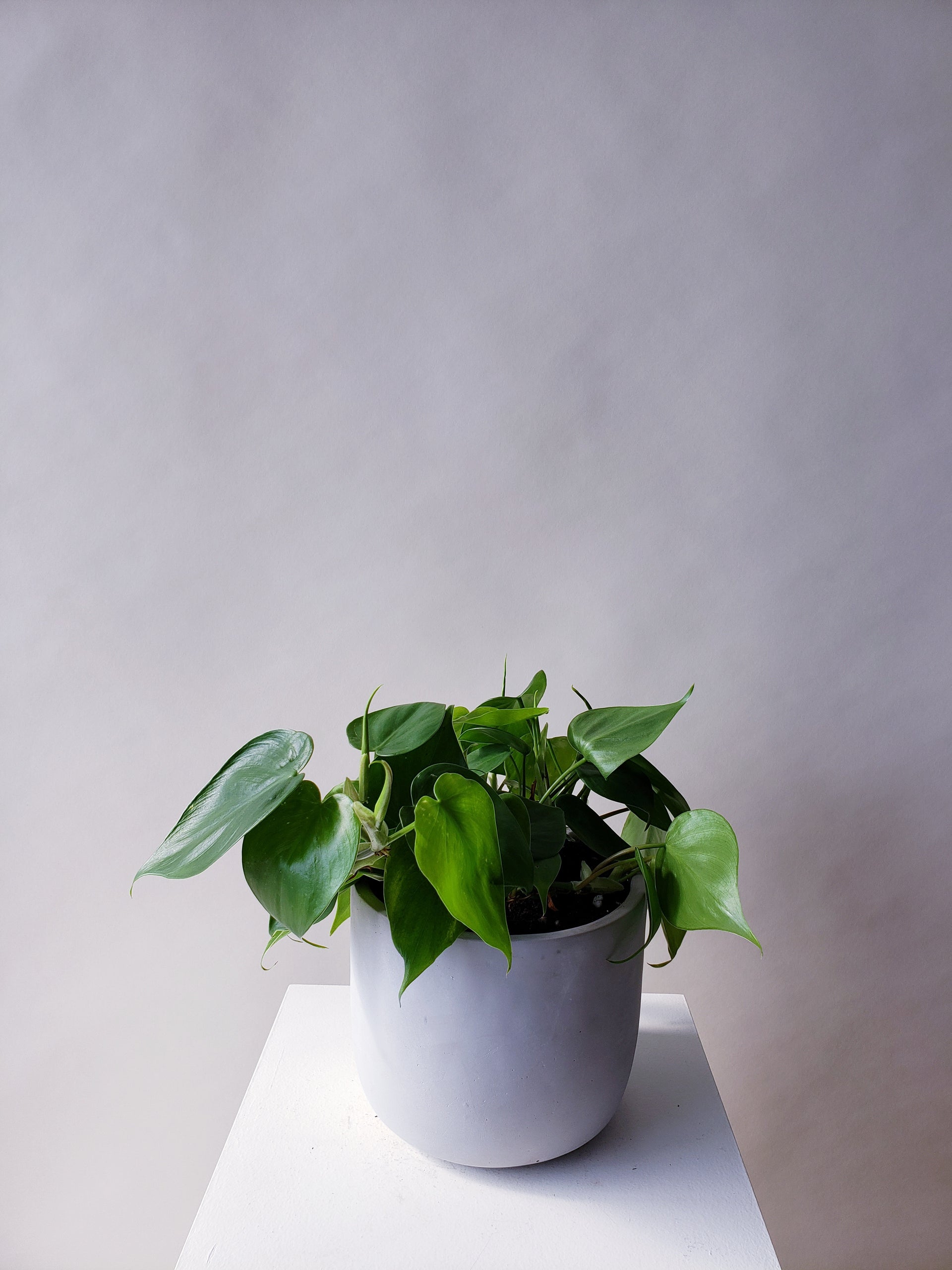 philodendron vancouver Vancouver Philodendron Heartleaf