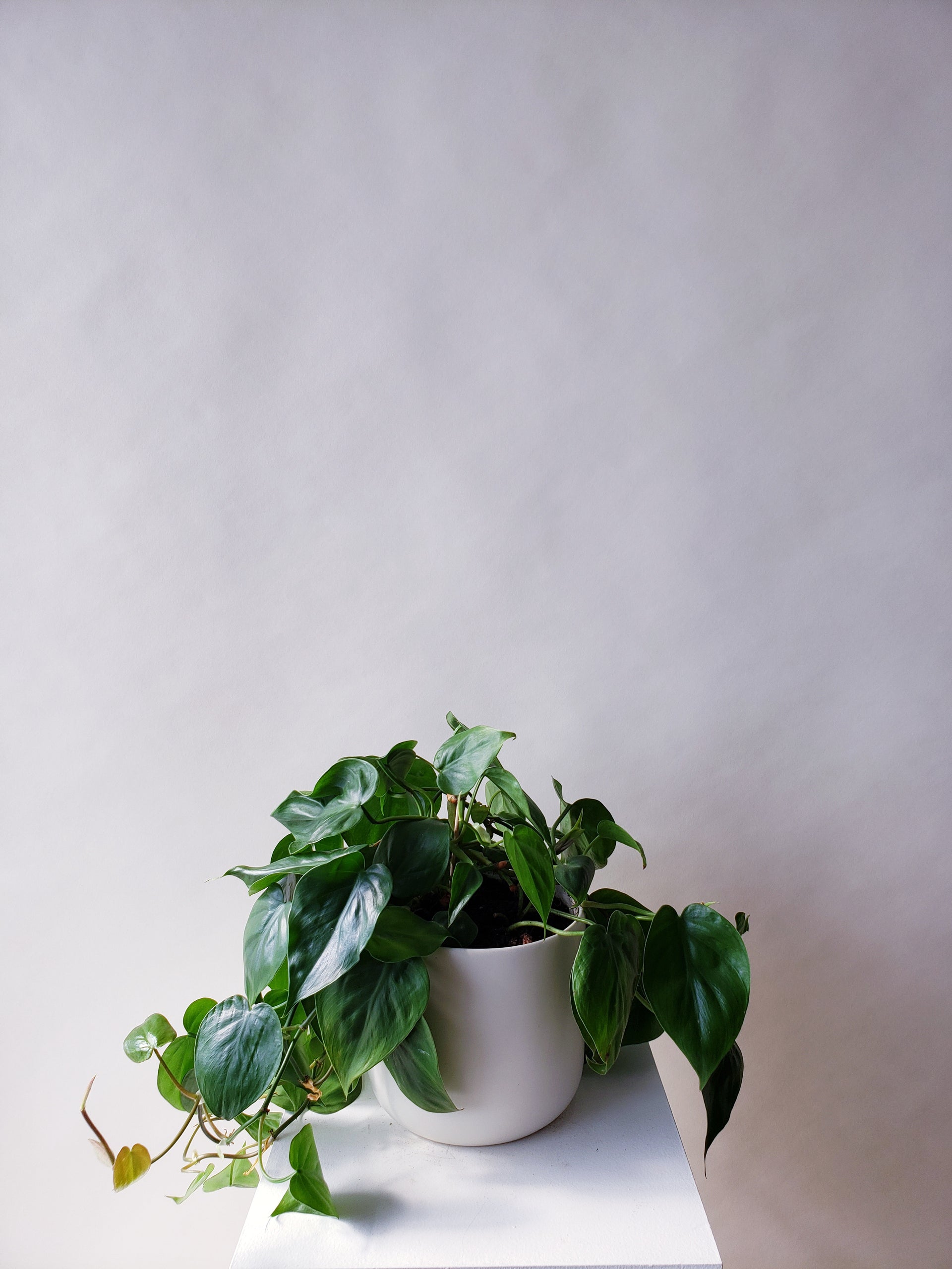 philodendron vancouver Vancouver Philodendron Heartleaf