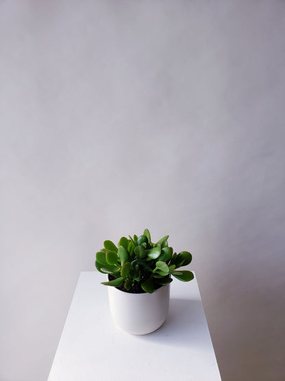 Jade Plant