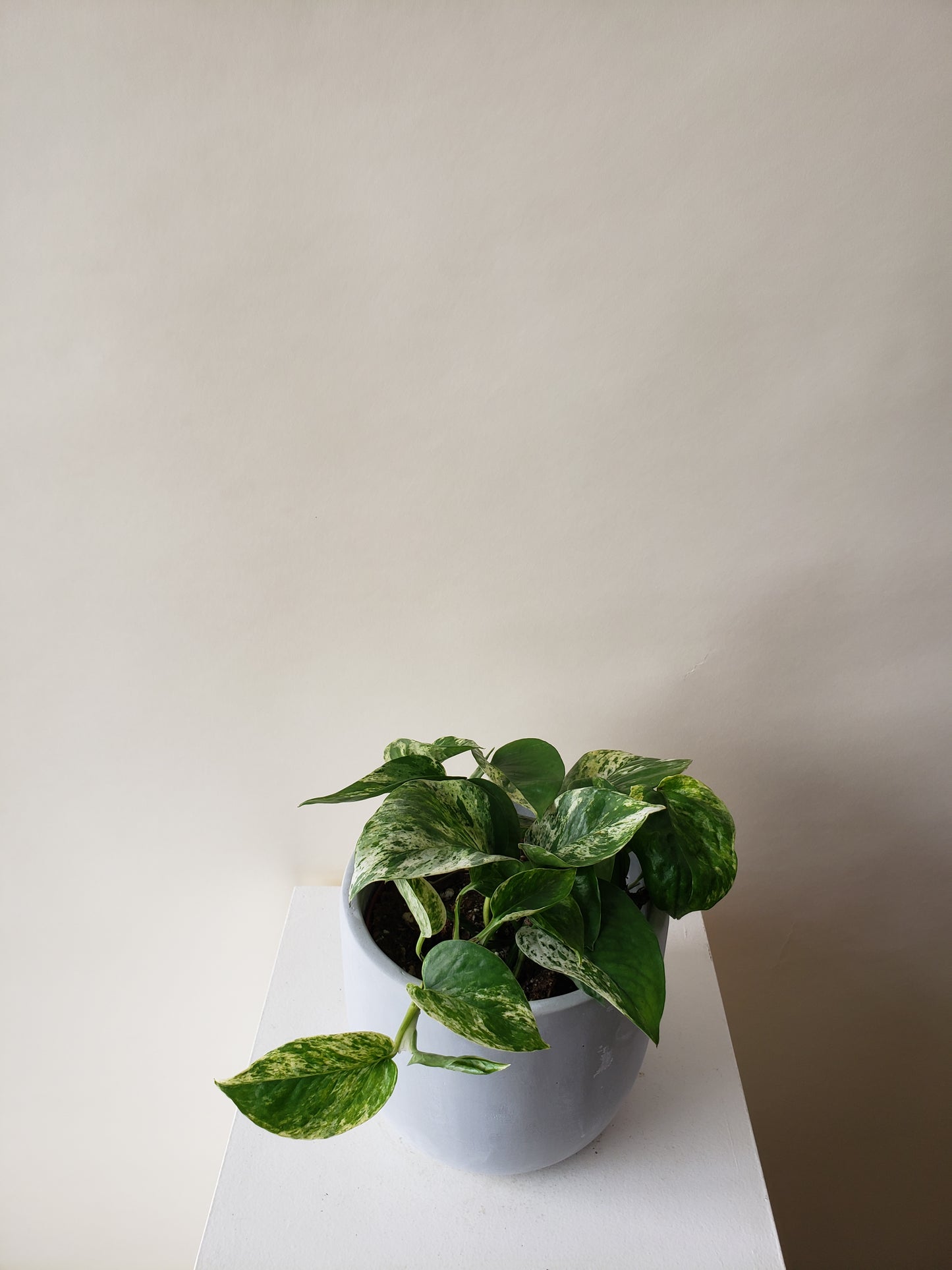 Pothos Plant