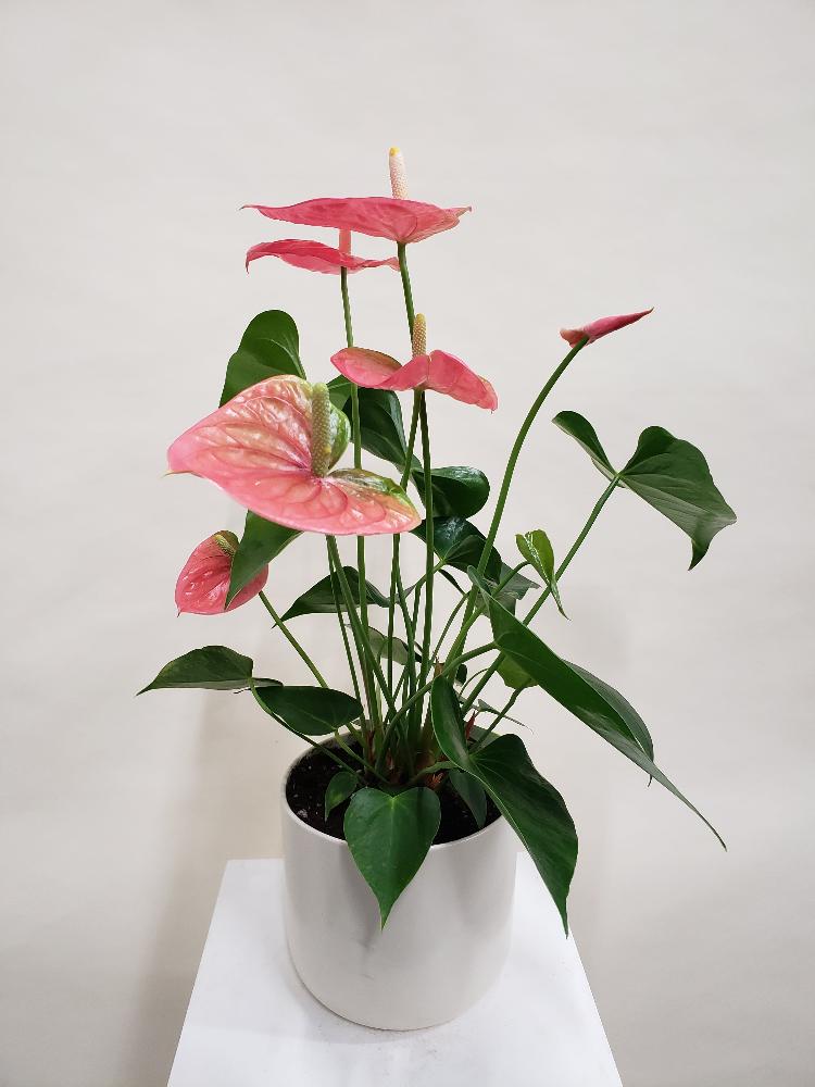 anthurium colorado pink Vancouver Anthurium Plant - Anthurium