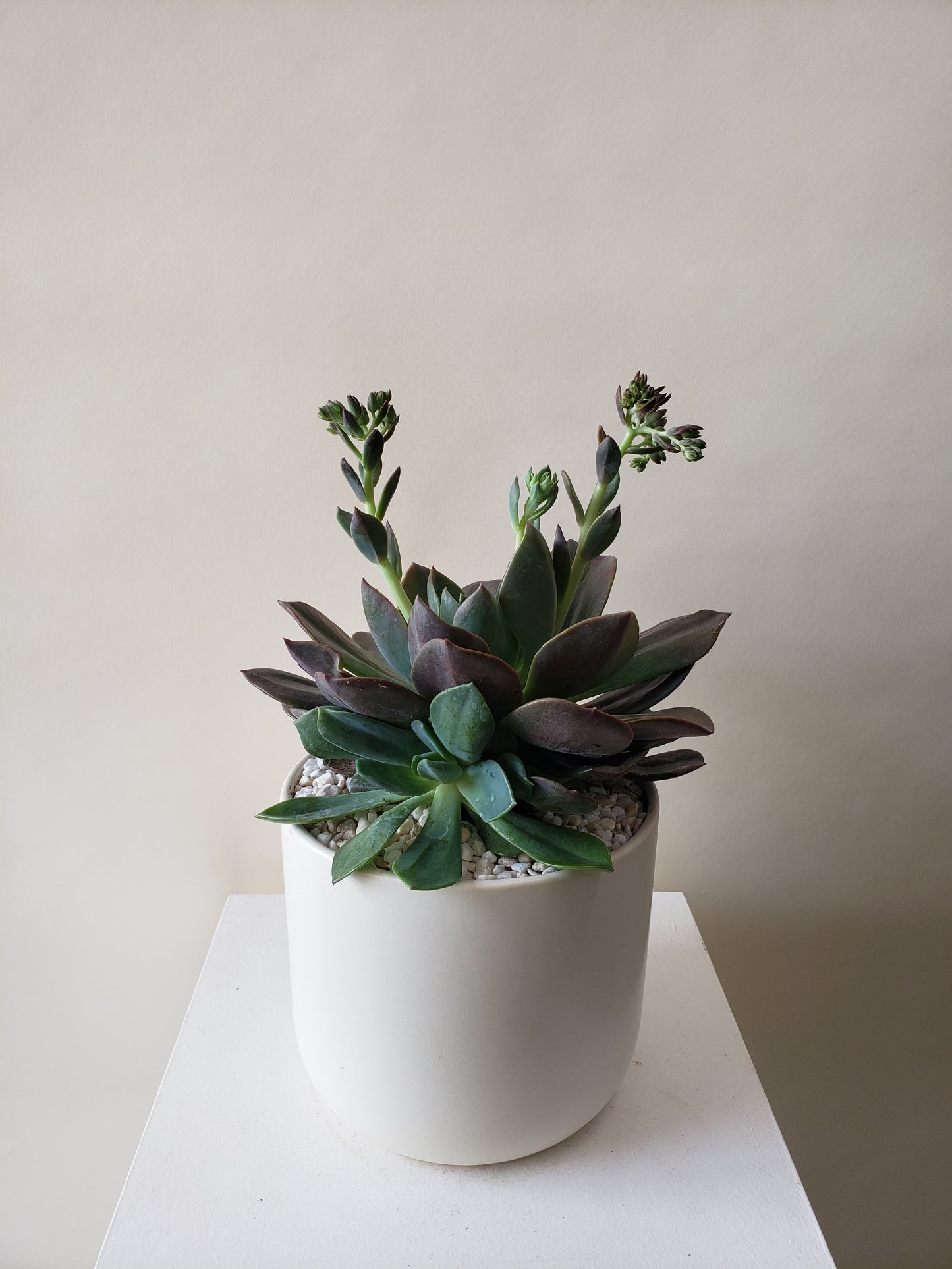 Succulent Plant