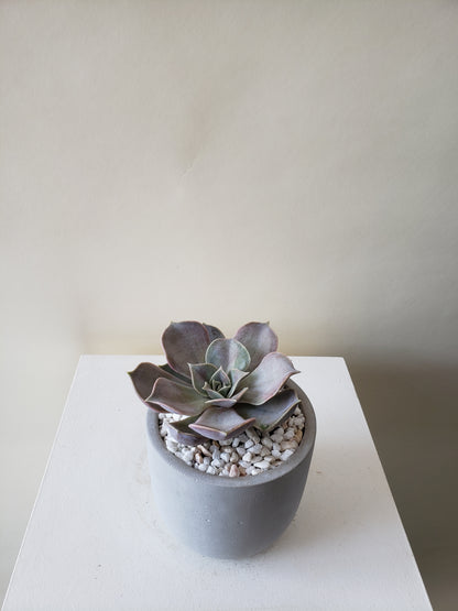succulents vancouver bc Vancouver Succulent Plant