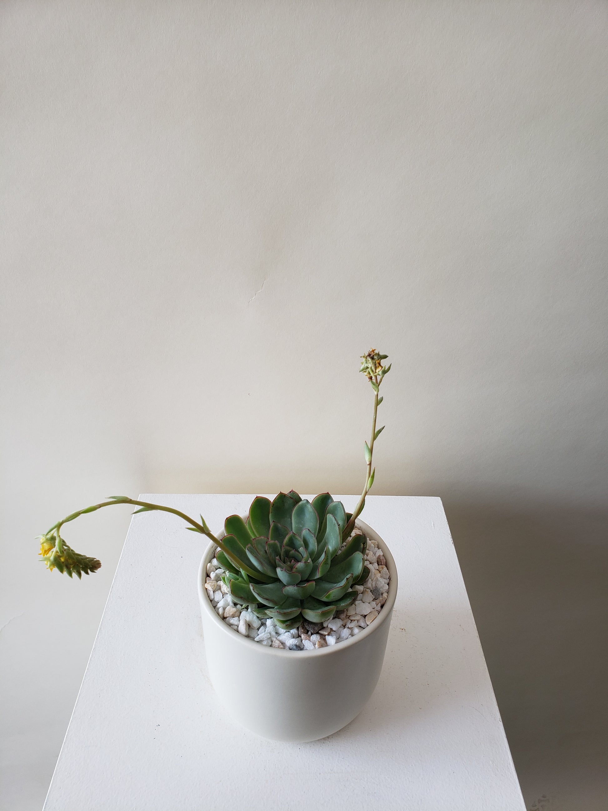 succulents vancouver bc Vancouver Succulent Plant