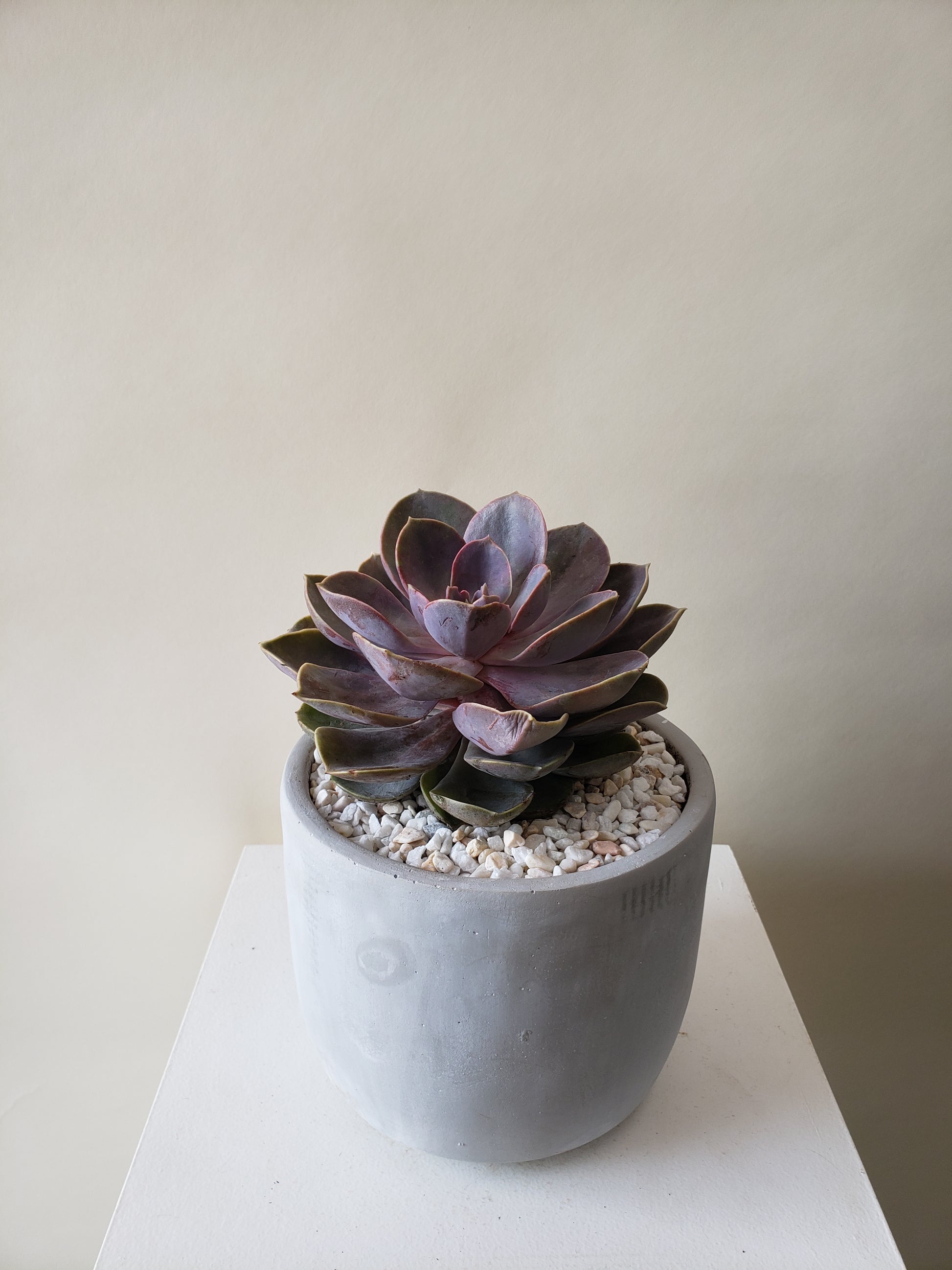 succulent plants vancouver Vancouver Succulent Plant