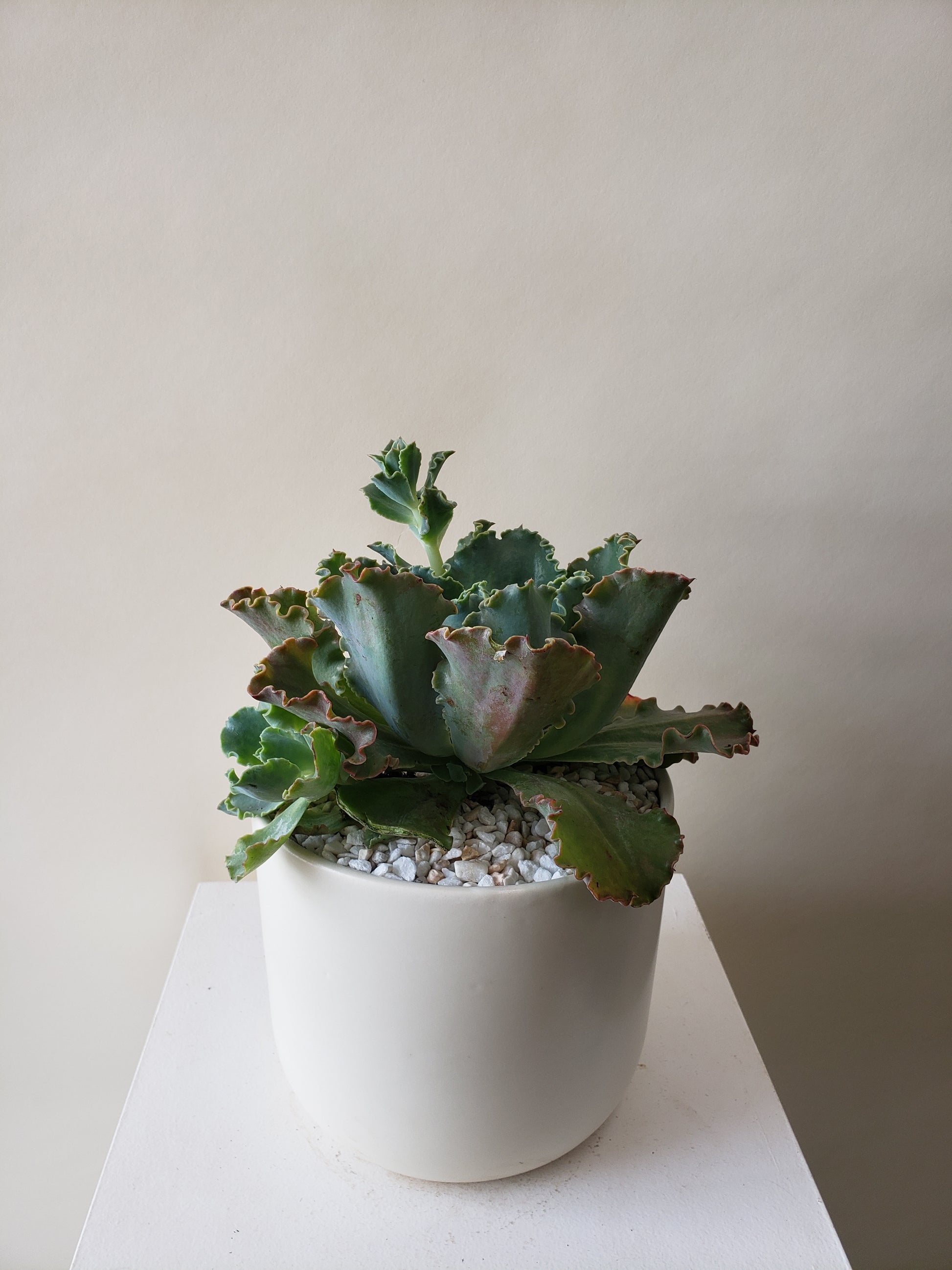 succulents in vancouver Vancouver Succulent Plant