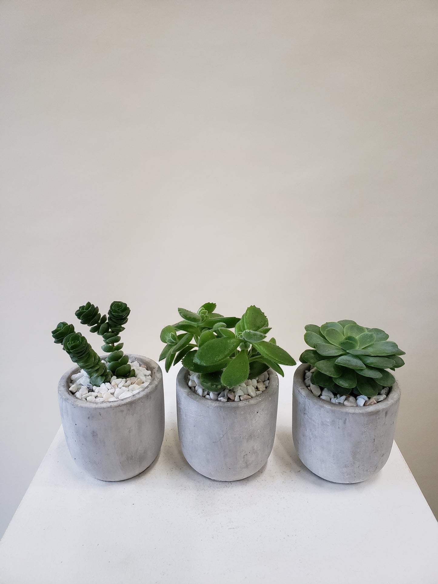 Succulent Trio