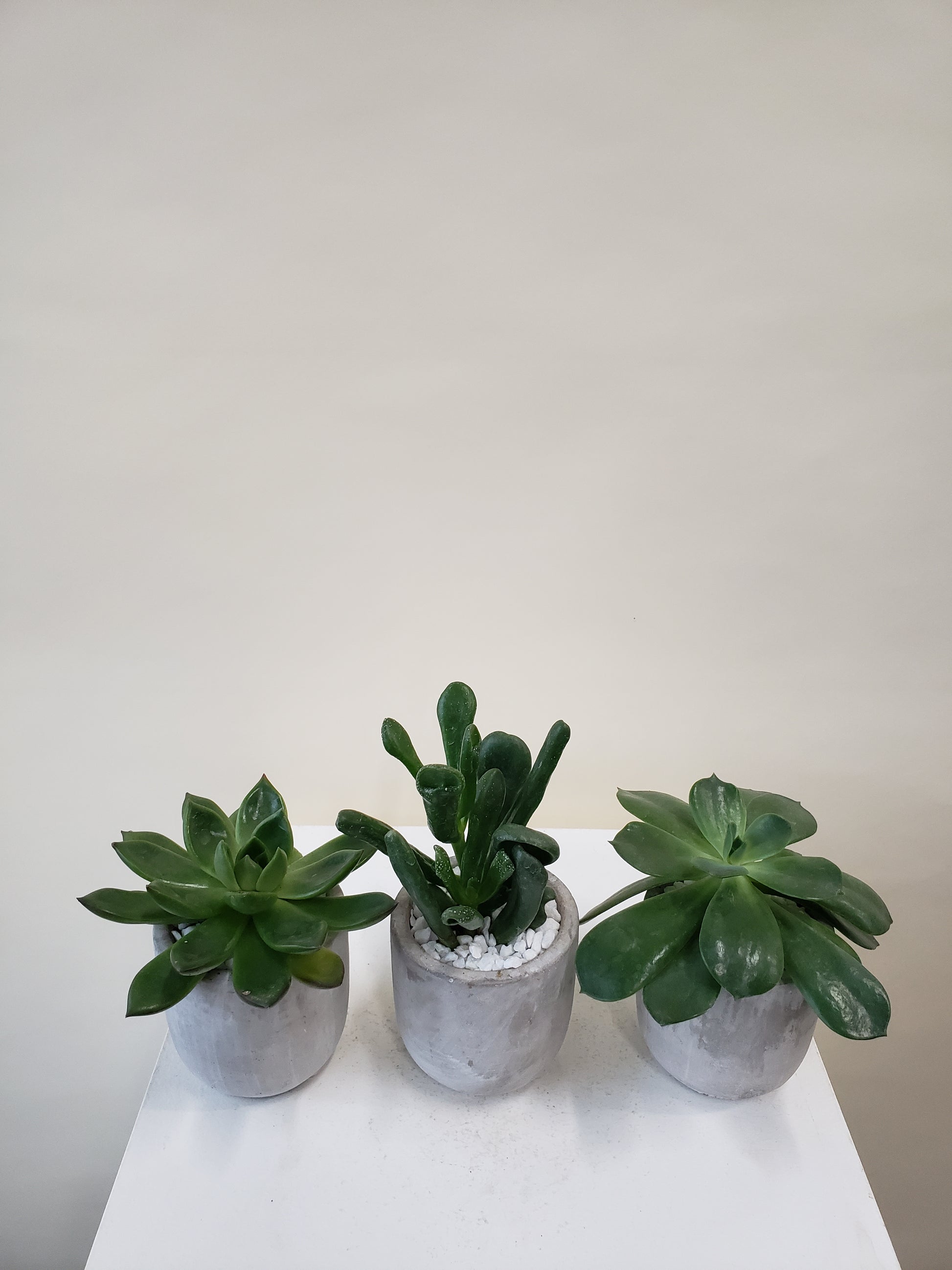 succulents in vancouver Vancouver Succulents - Succulent Plants