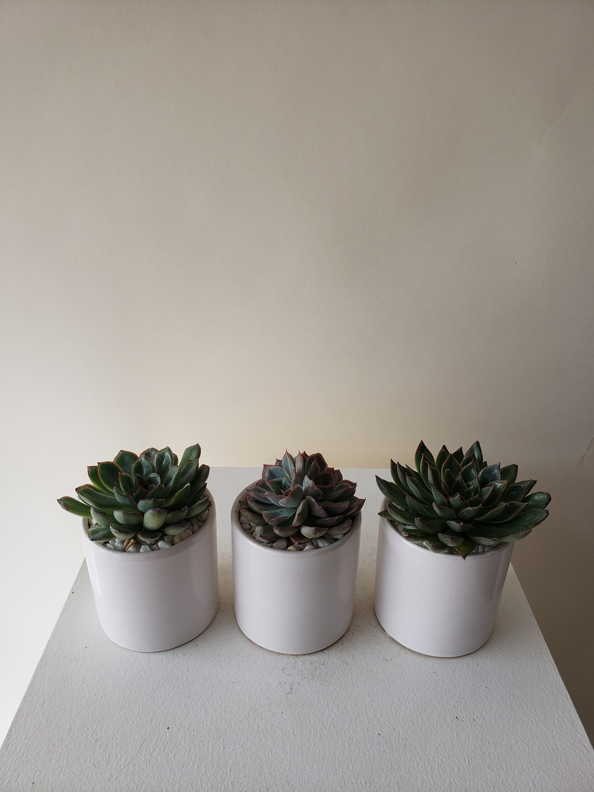 succulents vancouver bc Vancouver Succulents - Succulent Plants