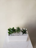 Succulent Rectangular Planter - 3