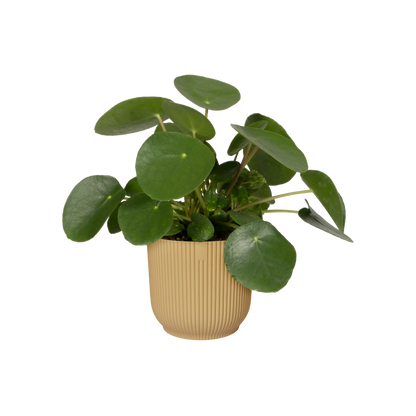 Elho Vibes Fold Round Planter