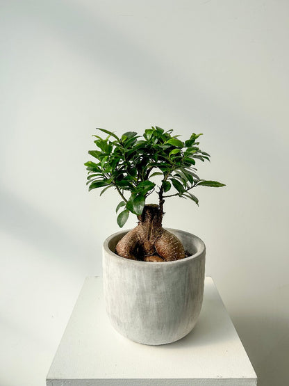 bonsai tree delivery canada Vancouver Bonsai Plant - Bonsai
