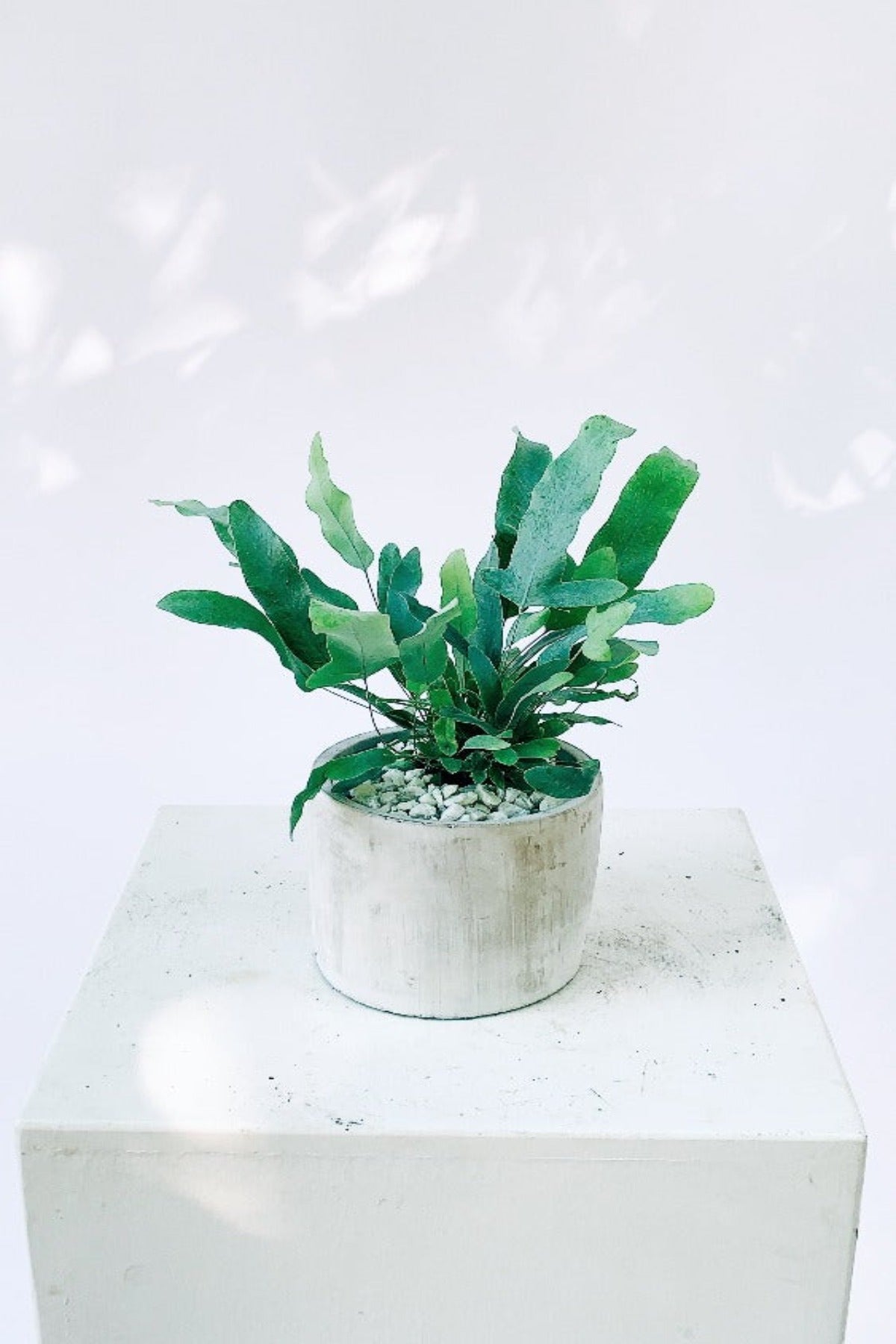 blue star fern light Vancouver Blue Star Fern - Blue Star Fern