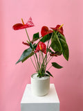 Vancouver Valentine's Flower Delivery - Vancouver Florist