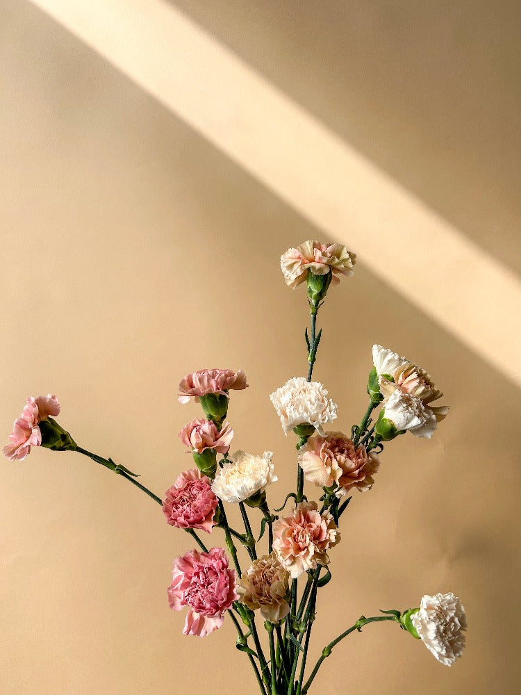 Carnations - Vancouver Florist - Vancouver Flower Delivery