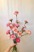 Vancouver Carnations - Vancouver Florist