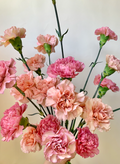 Vancouver Carnations - Vancouver Florist