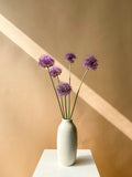Allium Bundle
