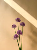 Allium Bundle