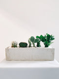 Vancouver Cactus Plant - Vancouver Plant Delivery 
