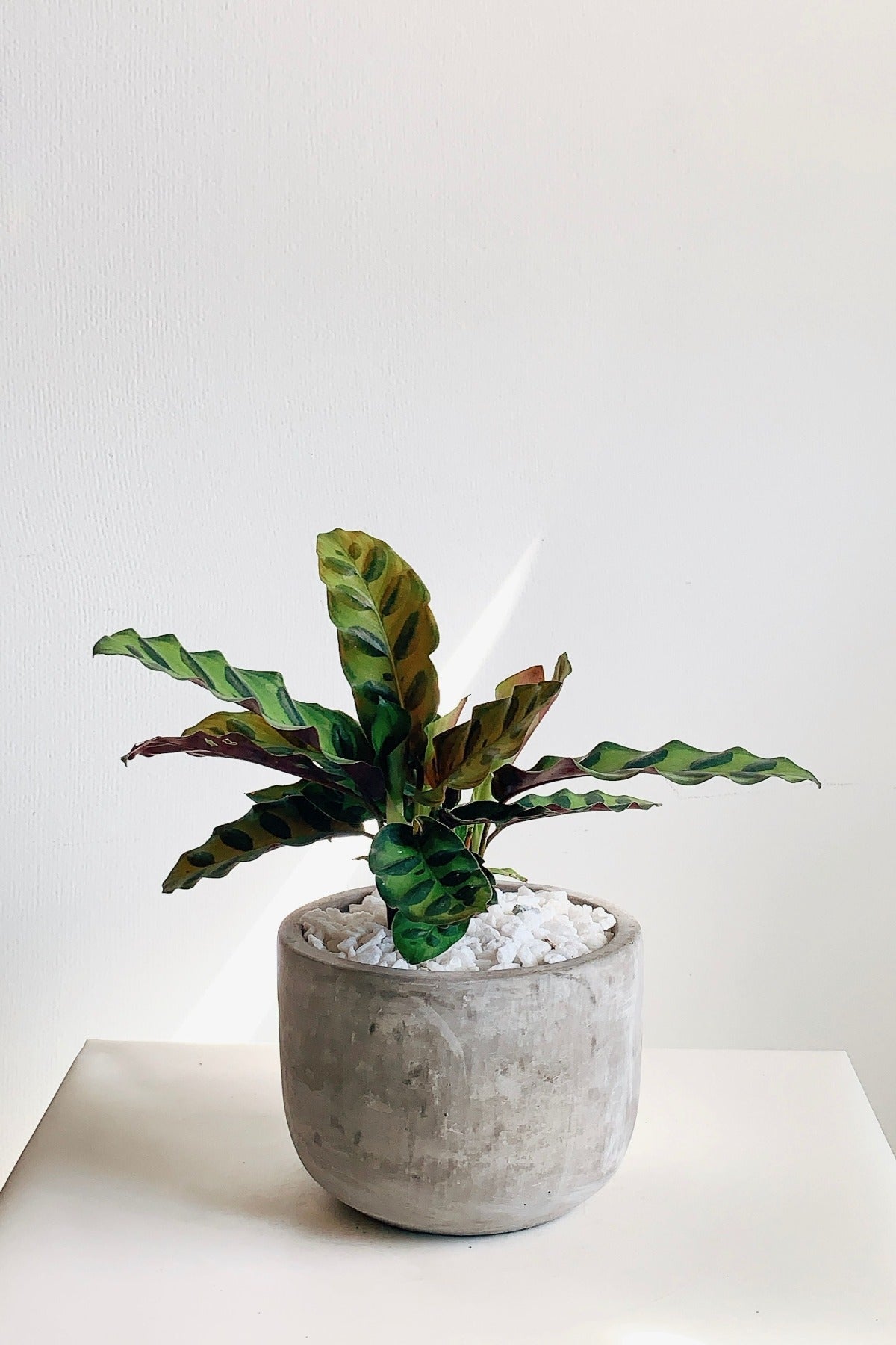 Calathea Plant