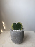 Hoya Heart Variegated