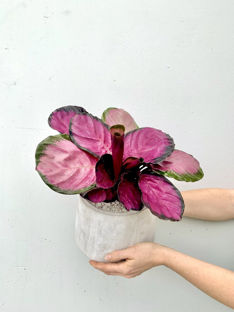Calathea Plant - Vancouver Plant Delivery