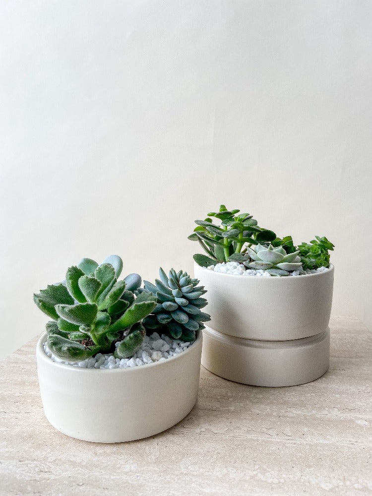 Vancouver Plants - Vancouver Plant Delivery 