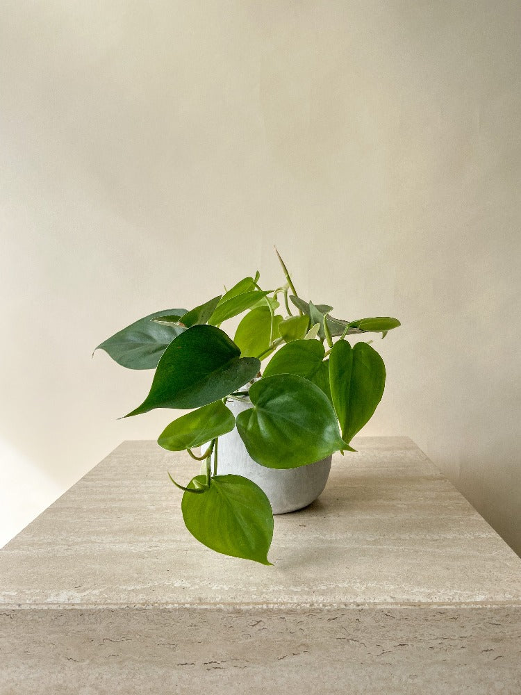 heart leaf philodendron price Vancouver Philodendron Heartleaf