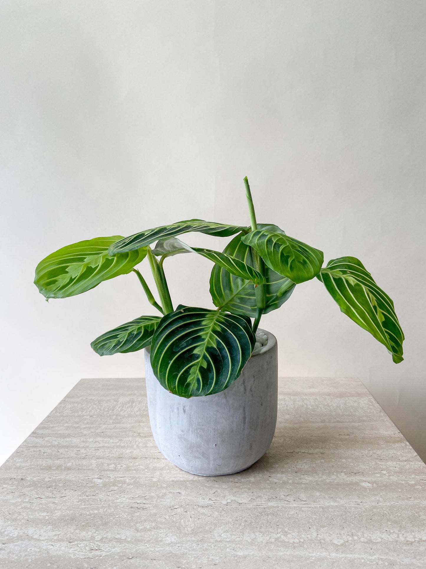 Lemon Maranta