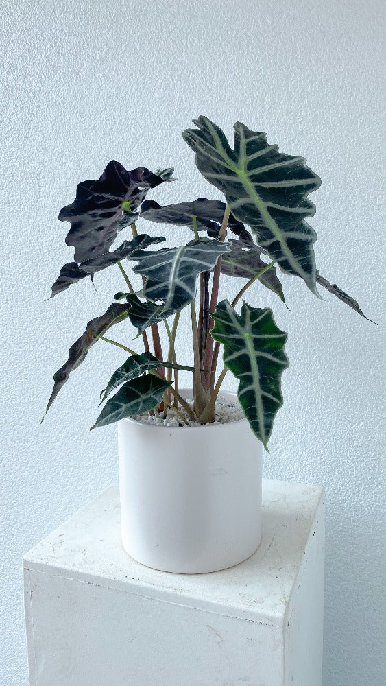 African Mask Plant Vancouver - Vancouver Plant Delivery