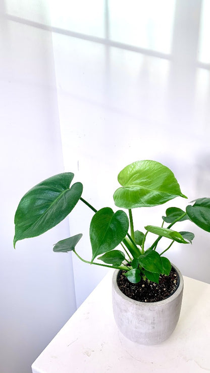 plant delivery monstera Vancouver Monstera Plant