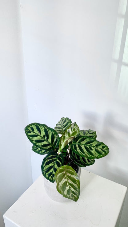 Vancouver Calathea Plant - Vancouver Plant Delivery