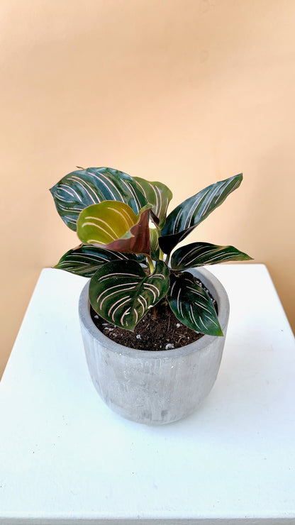 Calathea Plant