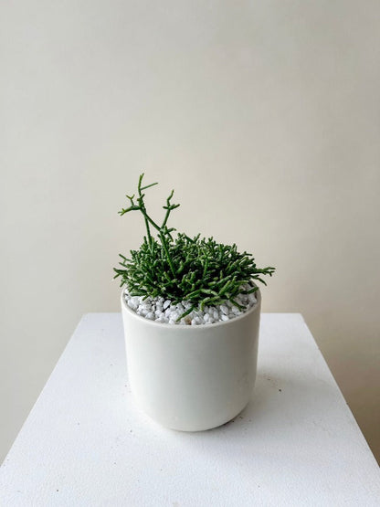 Rhipsalis Cactus Plant