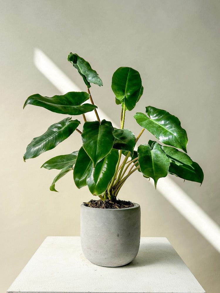 Philodendron Burle Marx – Celsia Florist