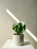 Watermelon Peperomia Plant - Vancouver Plant Delivery