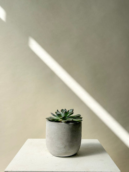 succulents in vancouver Vancouver Succulent Plant