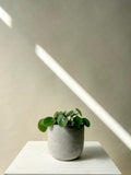 Pilea Peperomioides Plant Vancouver - Vancouver Plant Delivery