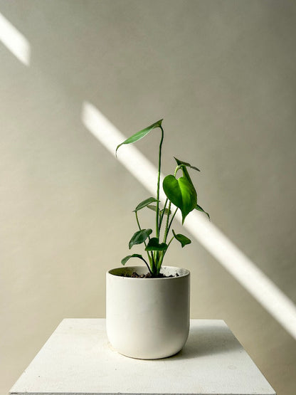 monstera plant vancouver Vancouver Monstera Plant