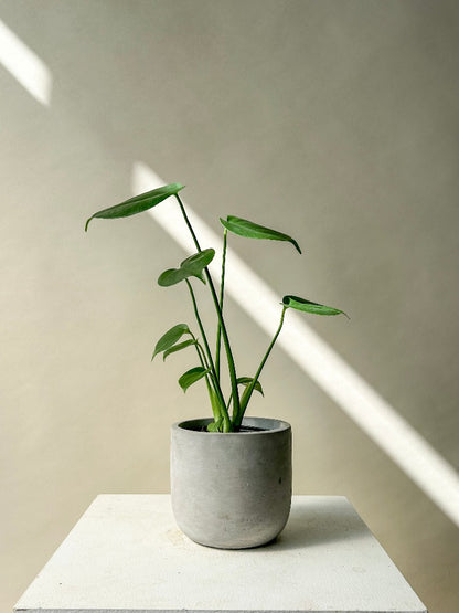 monstera plant vancouver Vancouver Monstera Plant