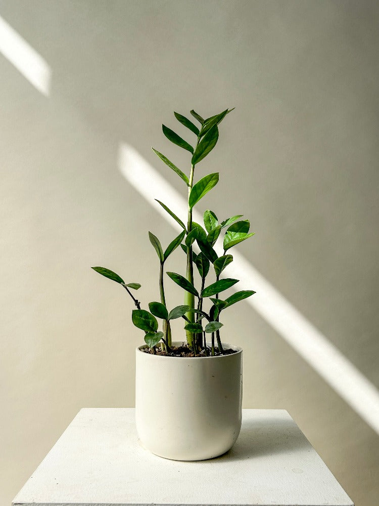 Vancouver Plants - Vancouver Plant Delivery 