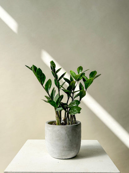 Vancouver Plants - Vancouver Plant Delivery 