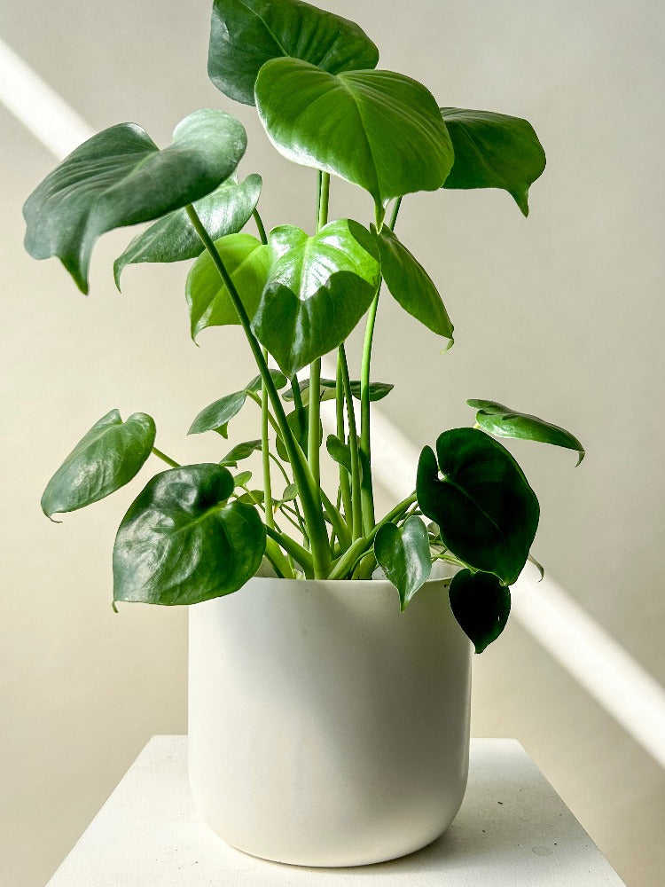 Monstera Plant Vancouver - Vancouver Plant Delivery