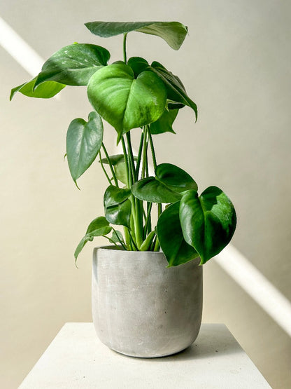 monstera plant vancouver Vancouver Monstera Plant