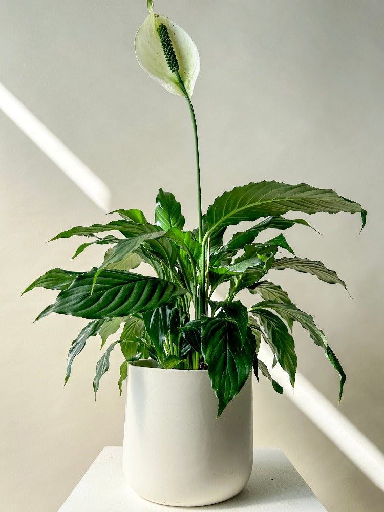 Vancouver Peace Lily Plant - Peace Lily - Plants – Celsia Florist