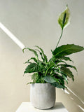 Peace Lily Plant Vancouver - Vancouver Plant Delivery